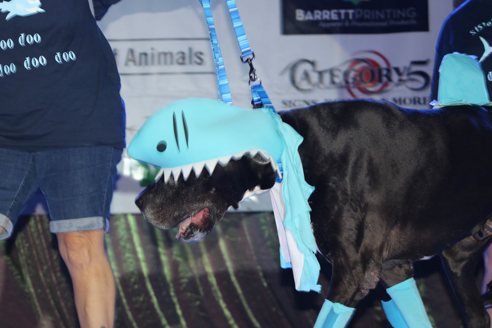 Pet Masquerade 2018 photo - Duval Street, Key West